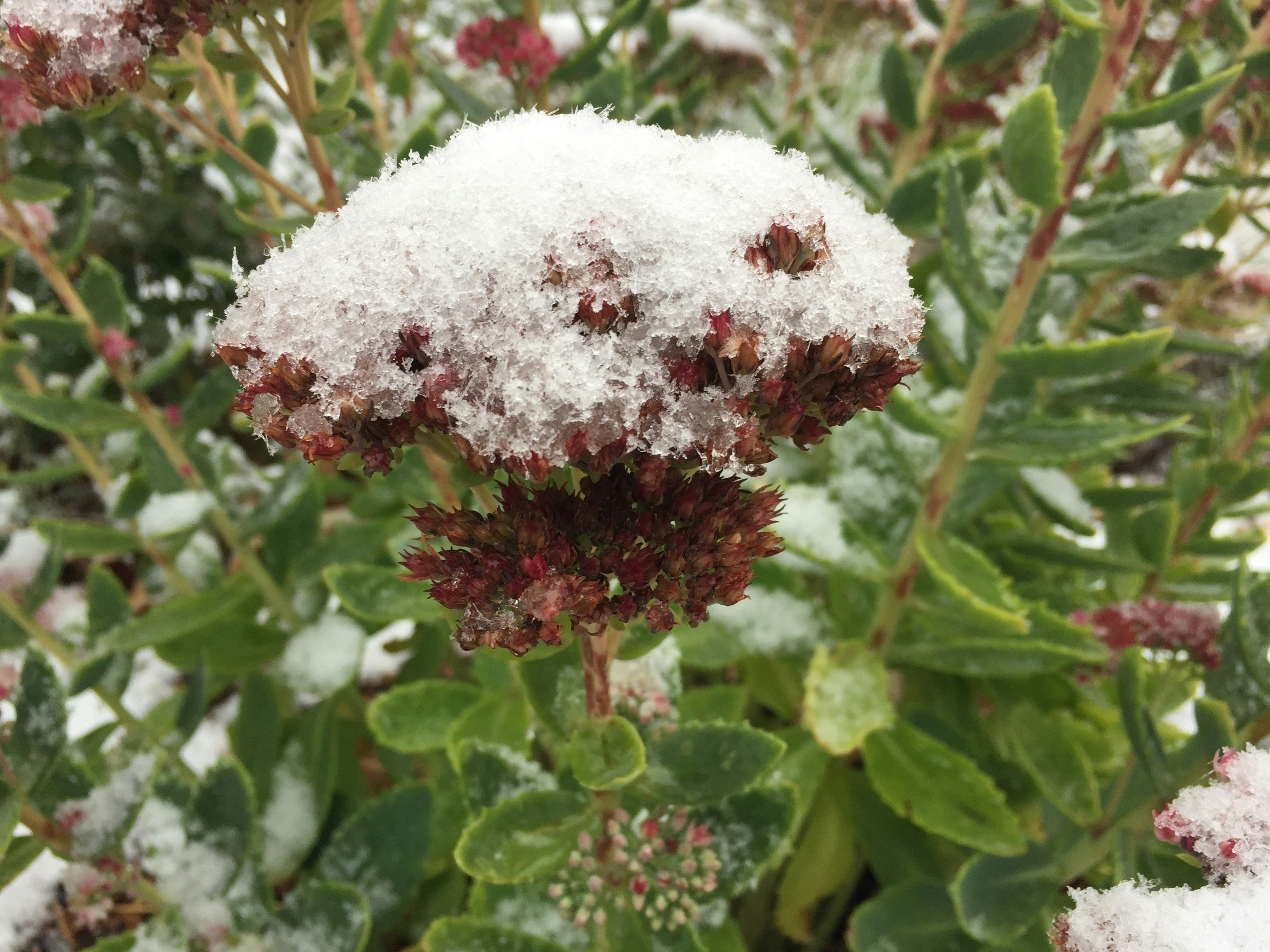 Free Unsplash photo from Tim Scalzo