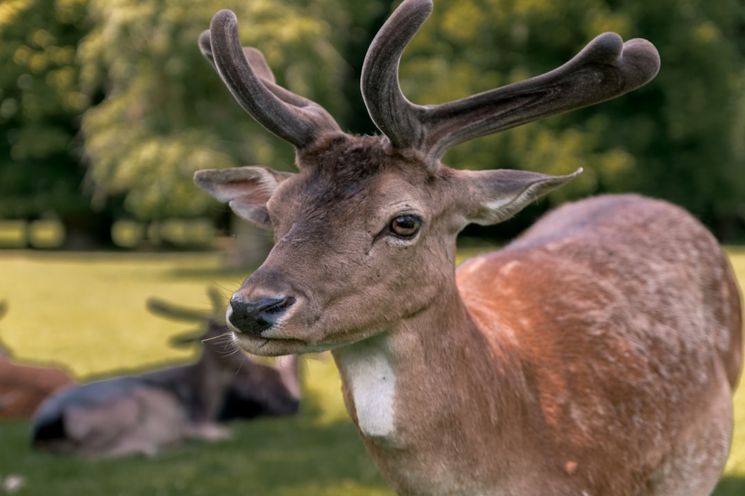 close-up photography of deer