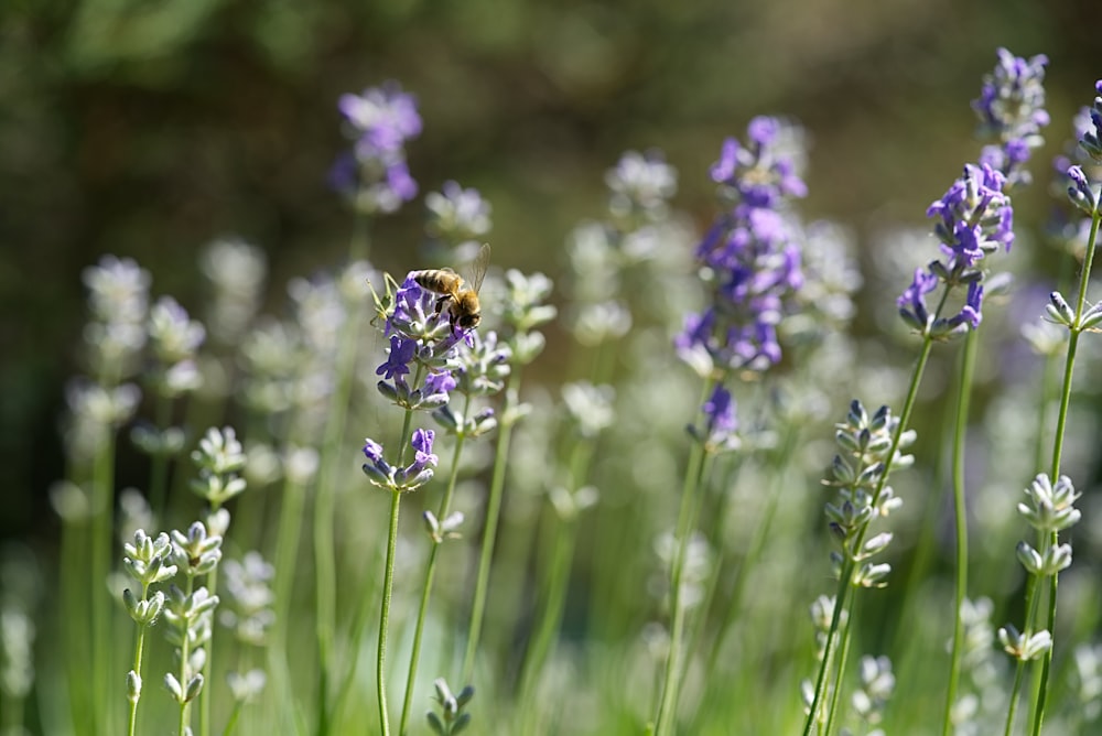 ラベンダーの花のミツバチ