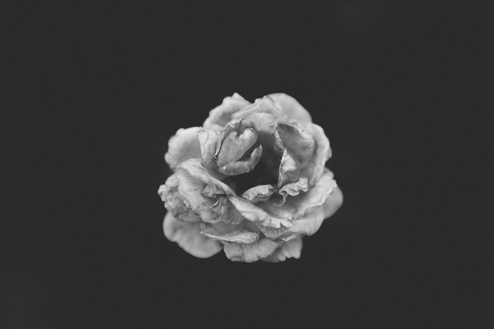 Fotografía en escala de grises de Rose