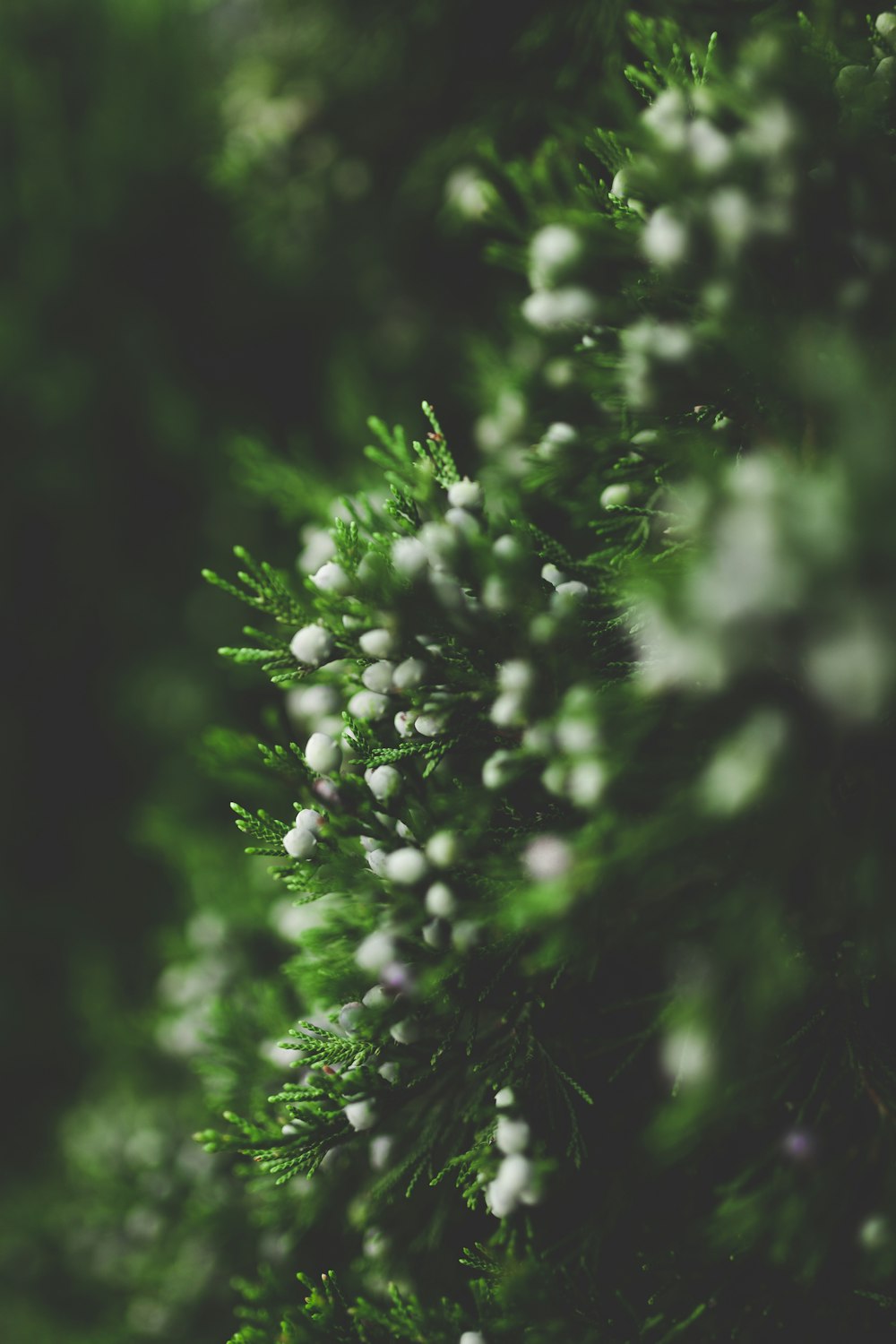 white petaled flowers on green grass