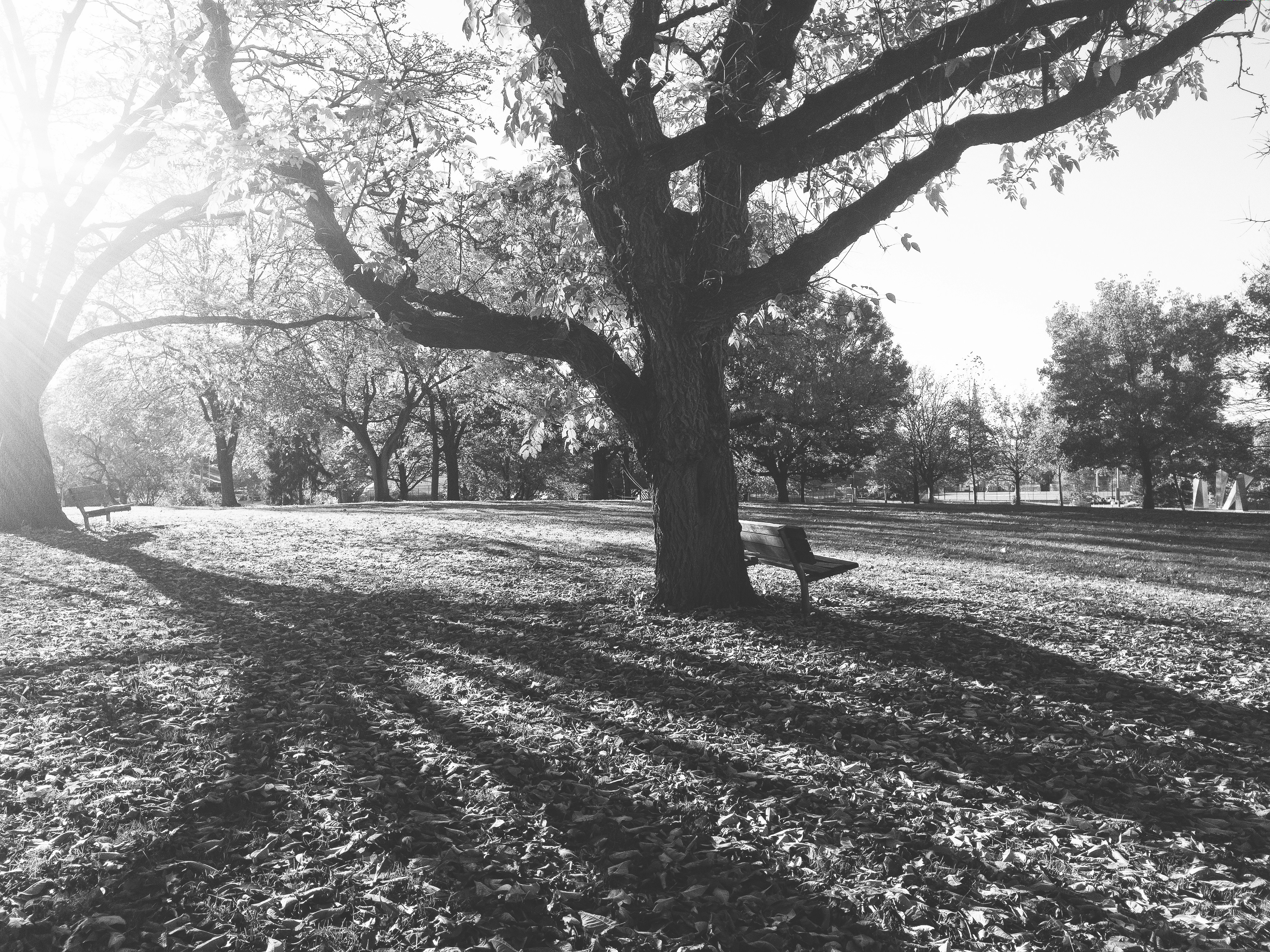 Free Unsplash photo from zoji lantis