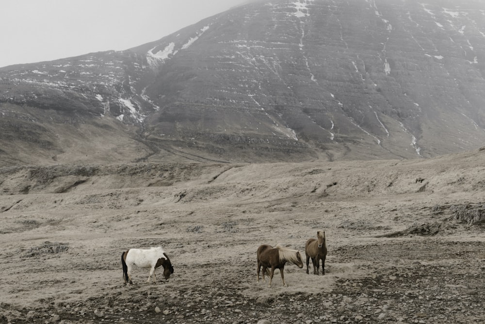 brown goat between mountain