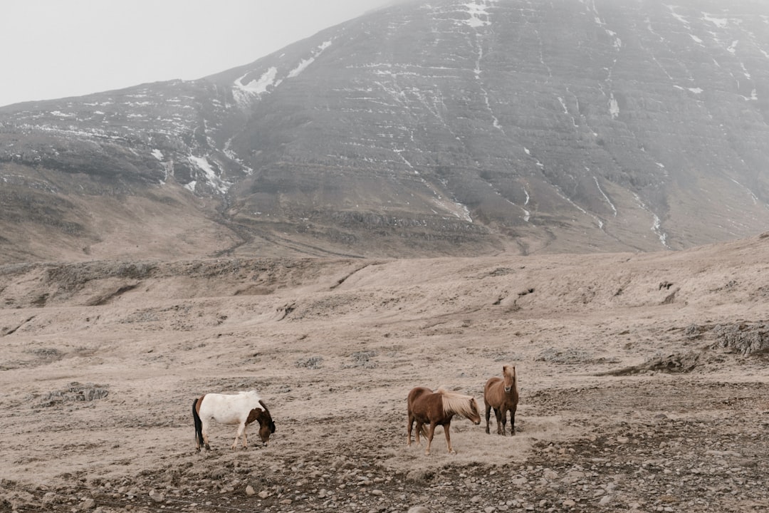 brown goat between mountain