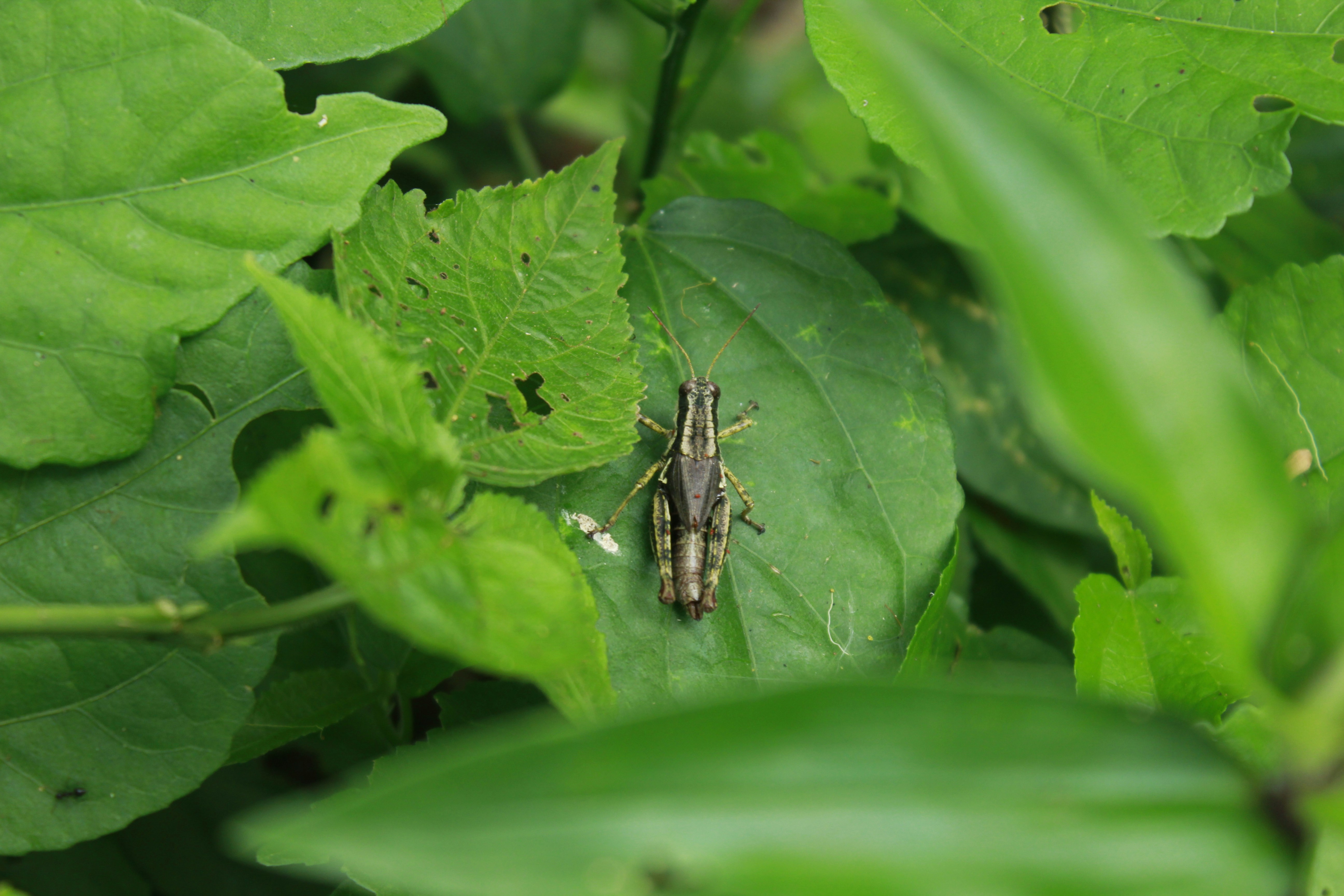 Free Unsplash photo from Carlos E. Montero León