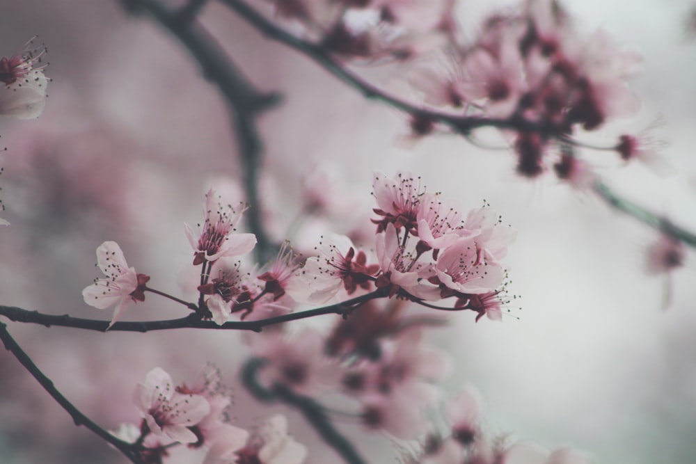 shallow focus photography of pink flowers