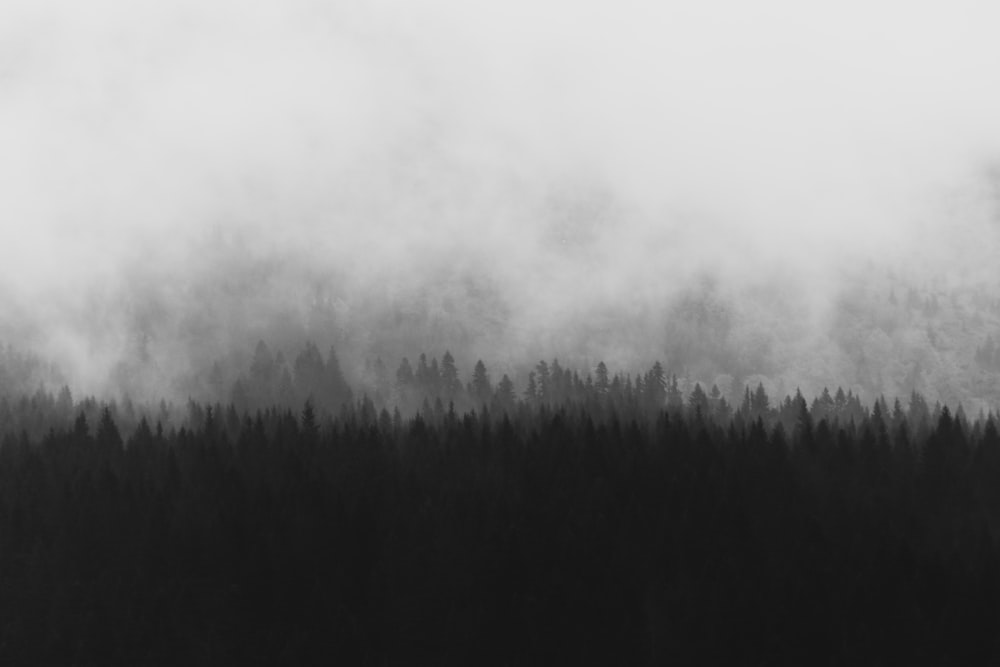 silhouette of trees with fogs