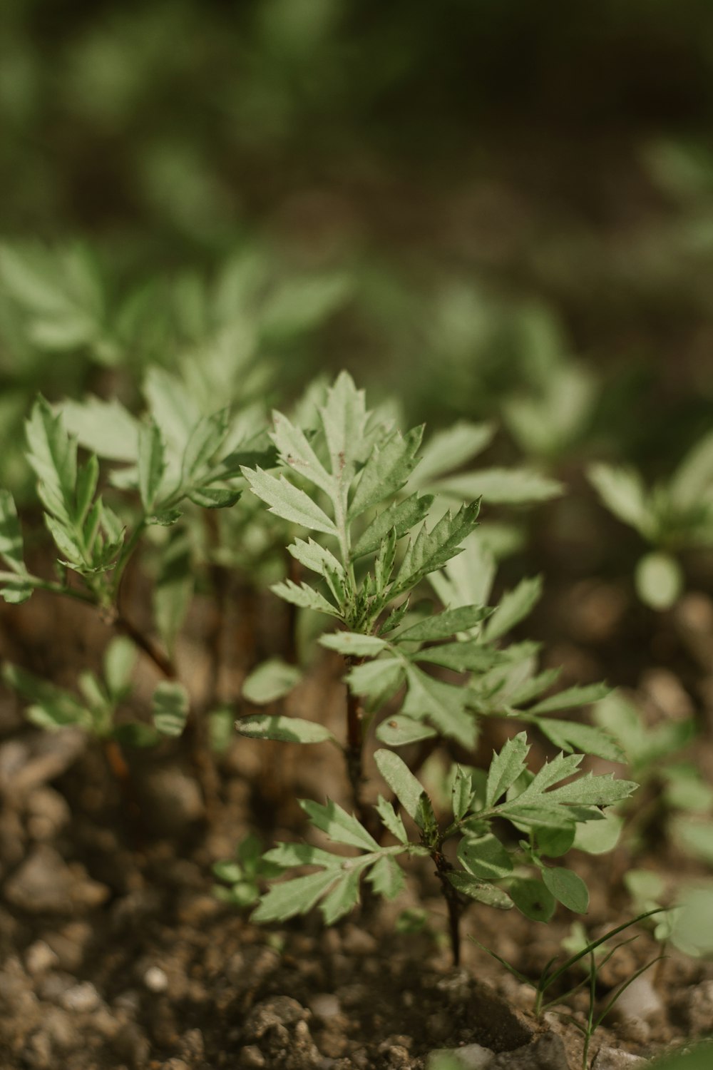 green plant in tilt shift lens