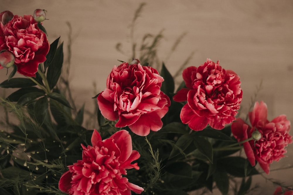 red flowers in tilt shift lens