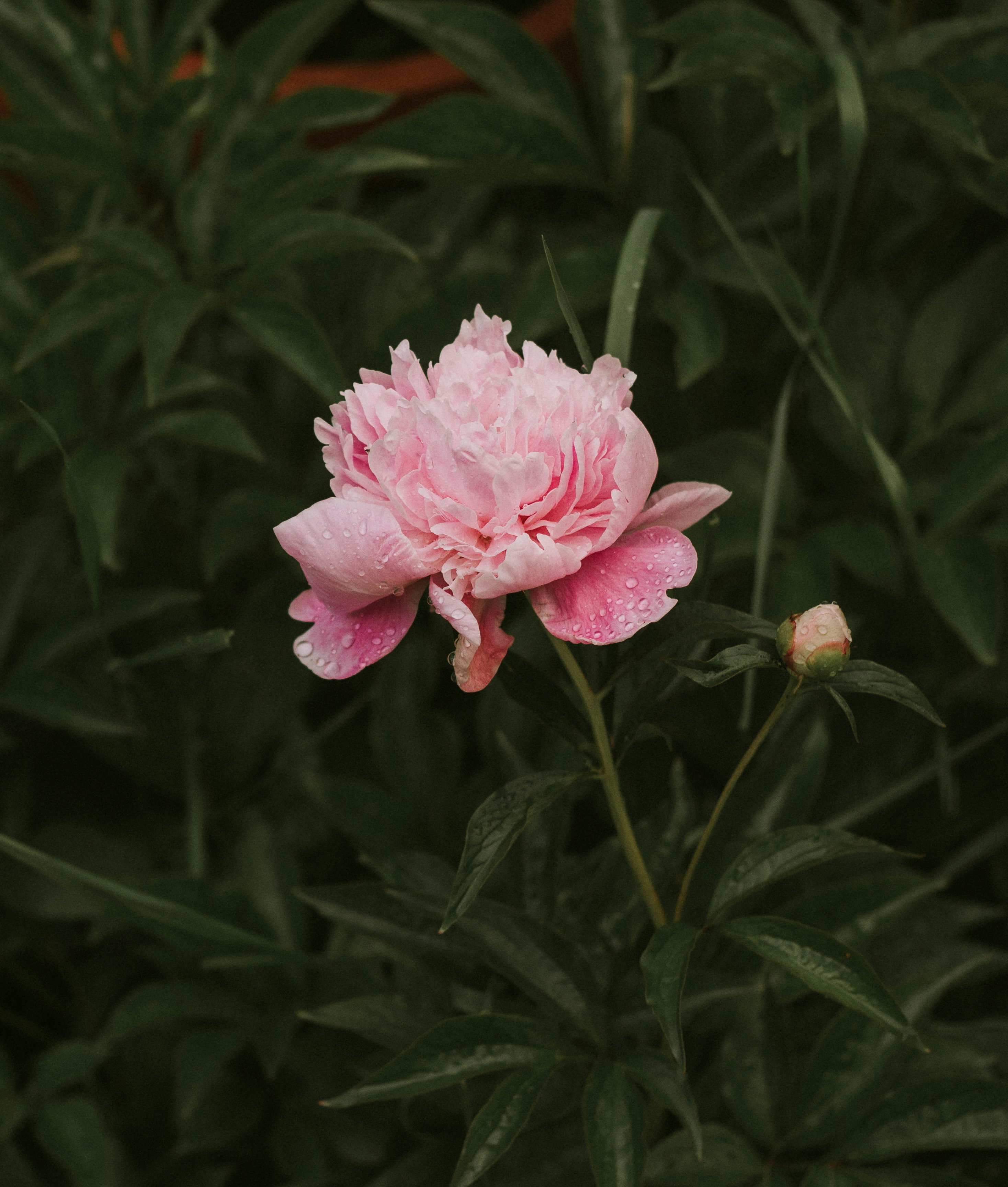 pink petaled flower at daytime