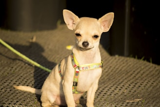A small chihuahua with a light tan coat sits on a textured surface. It is wearing a colorful harness with patterns, and sunlight casts a shadow behind it.