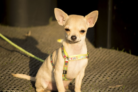 A small chihuahua with a light tan coat sits on a textured surface. It is wearing a colorful harness with patterns, and sunlight casts a shadow behind it.