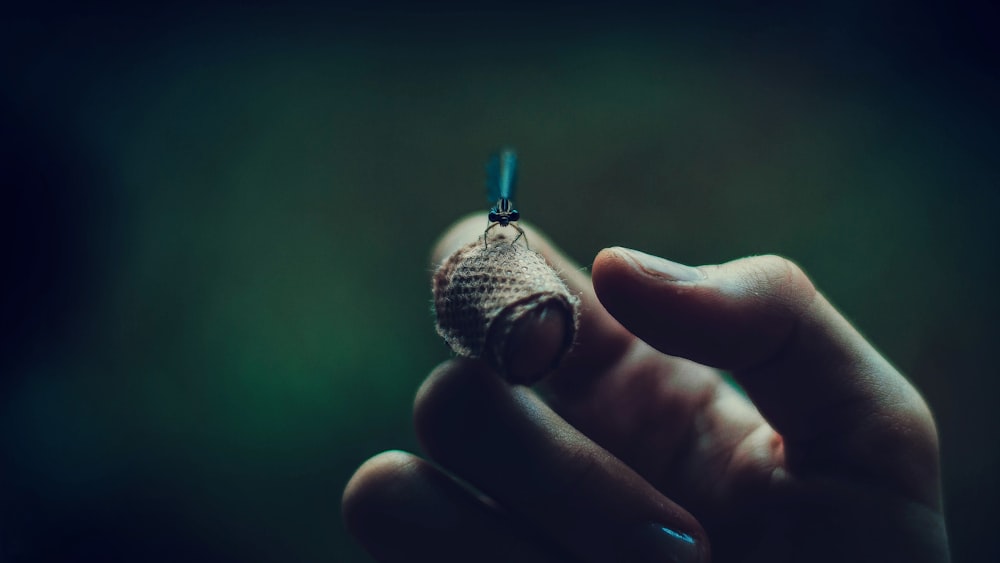 black insect perch on human index finger