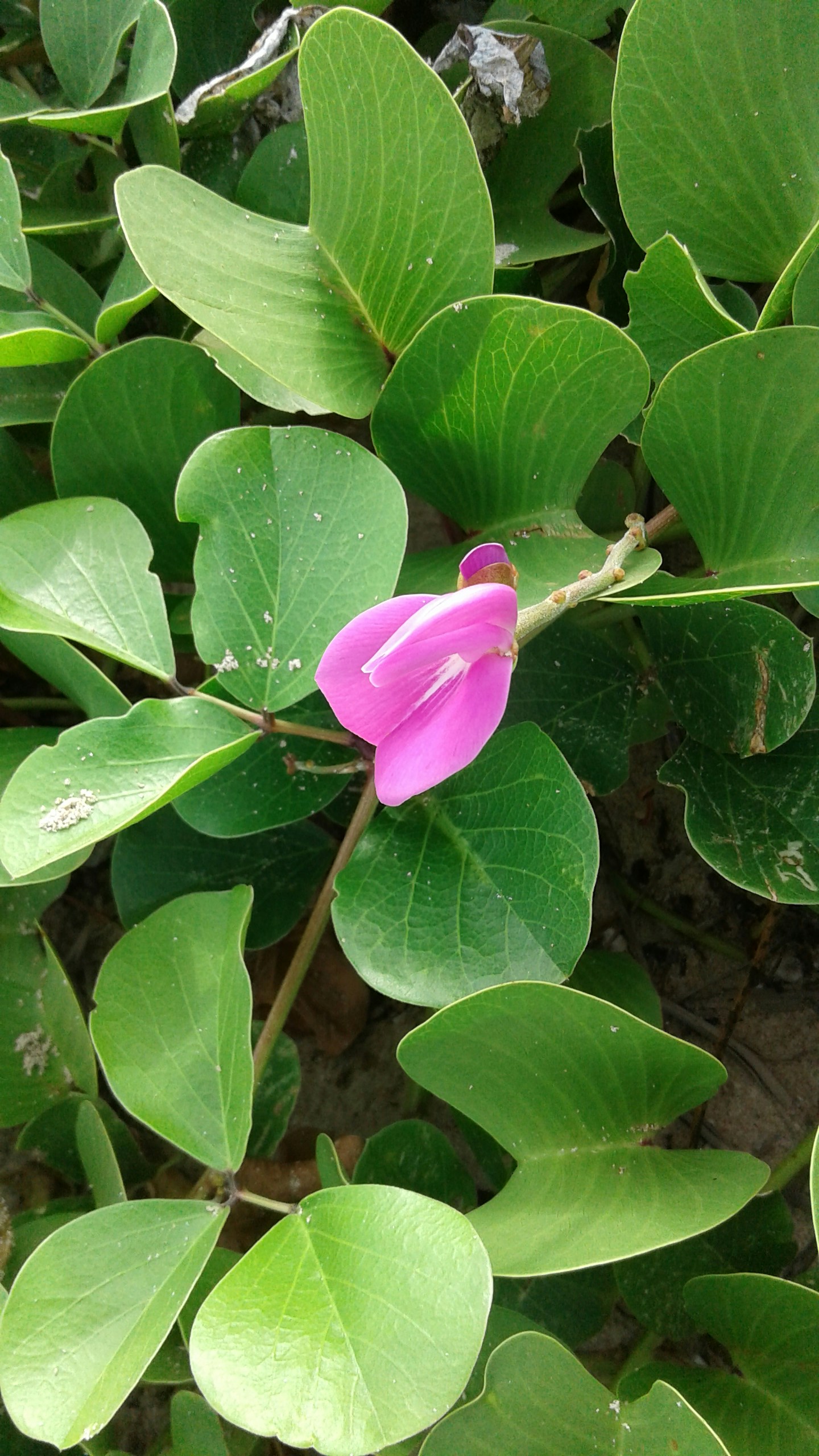 Free Unsplash photo from Nandalal Gunaratne