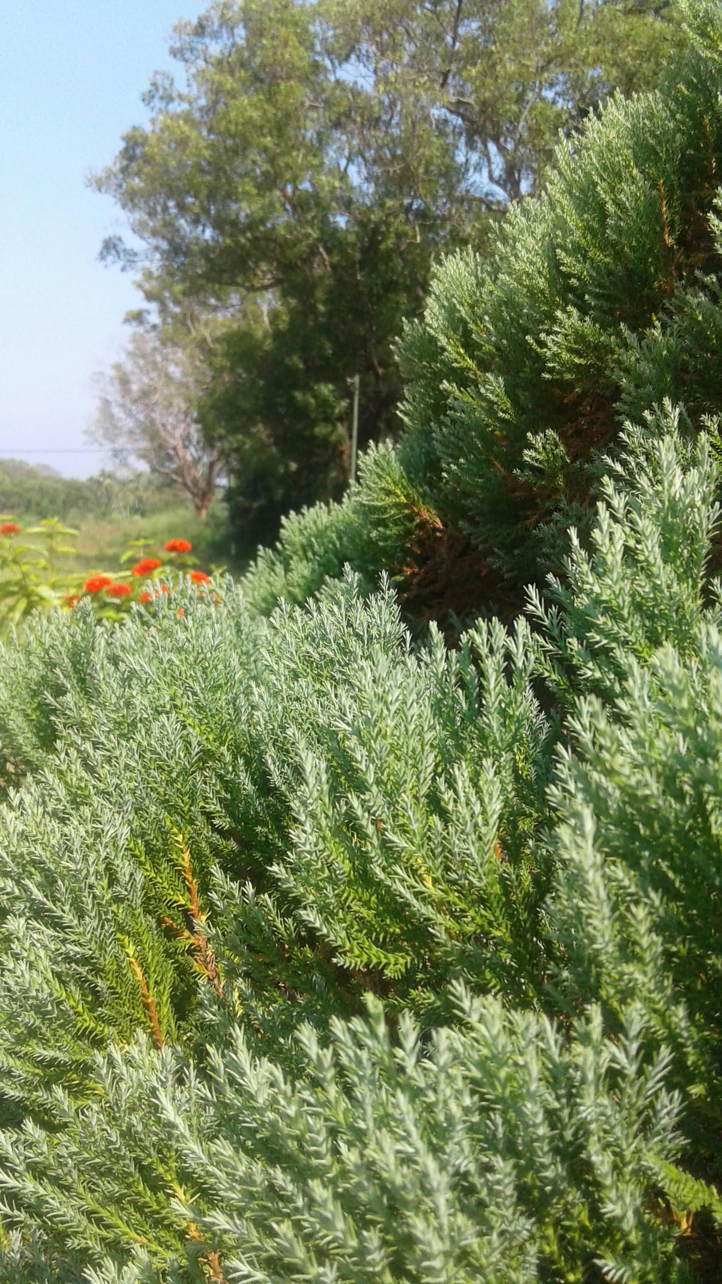 Free Unsplash photo from Nandalal Gunaratne