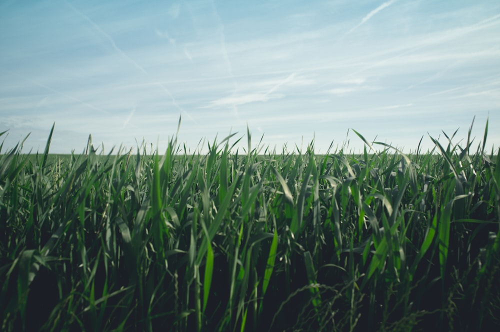 campo de trigo verde bajo el cielo azul durante el día