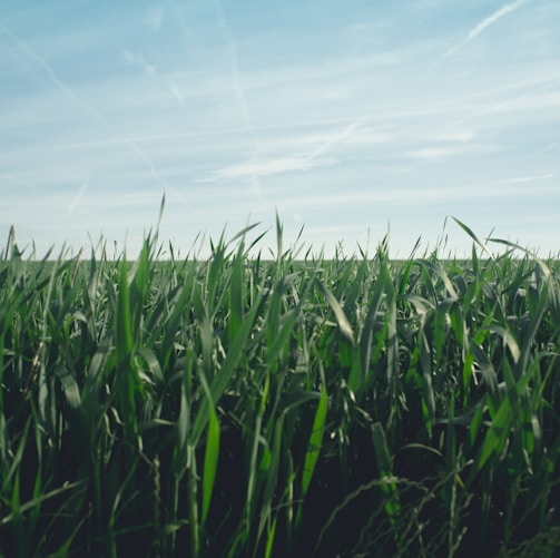 green wheat field under blue sky during daytime