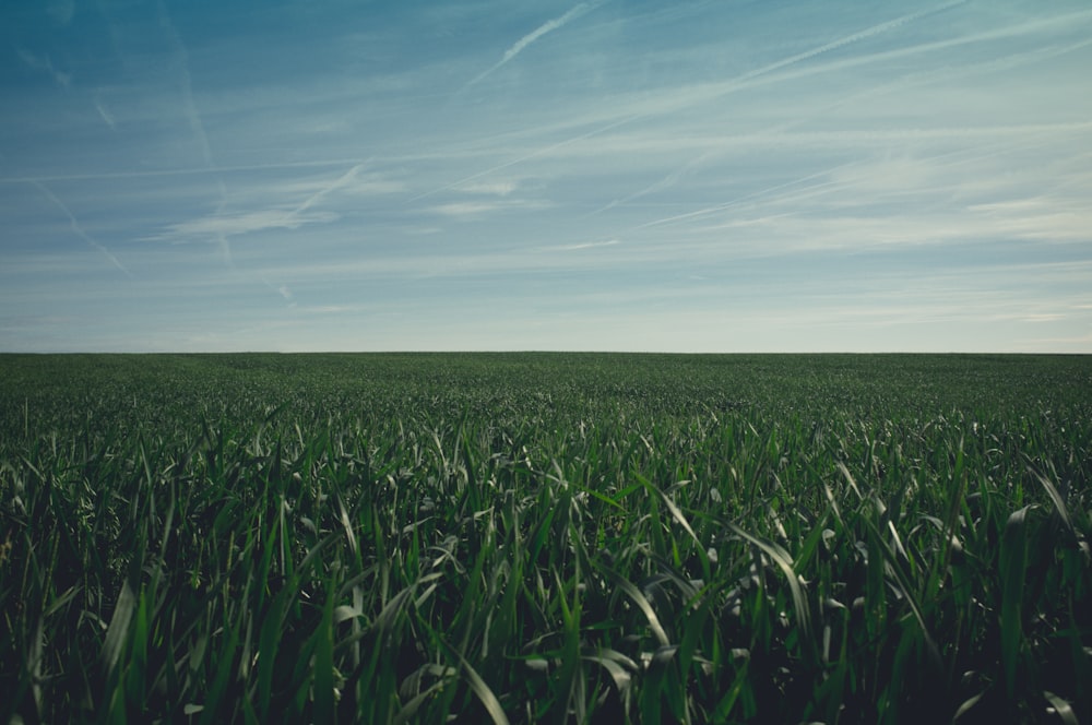 campo di erba verde sotto il cielo blu durante il giorno
