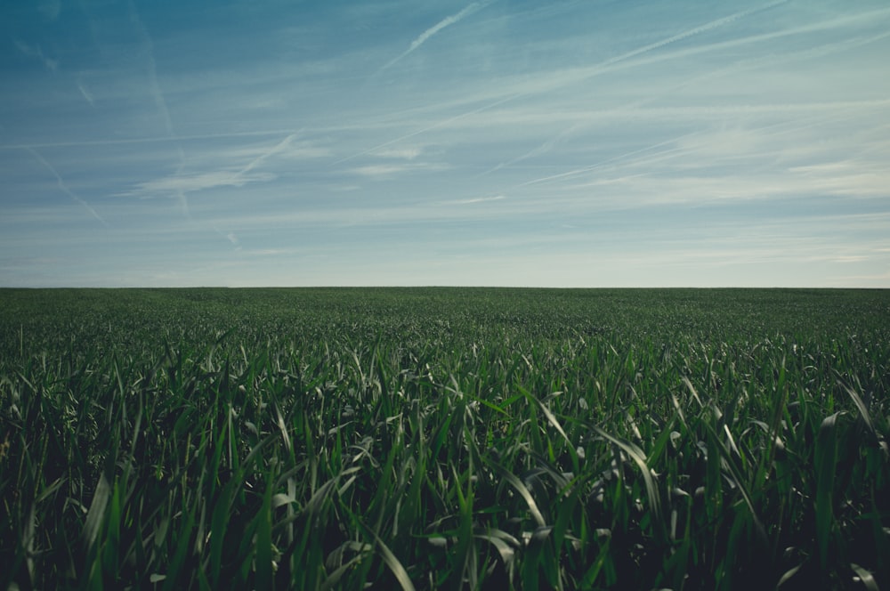 Grüne Wiese unter blauem Himmel während des Tages