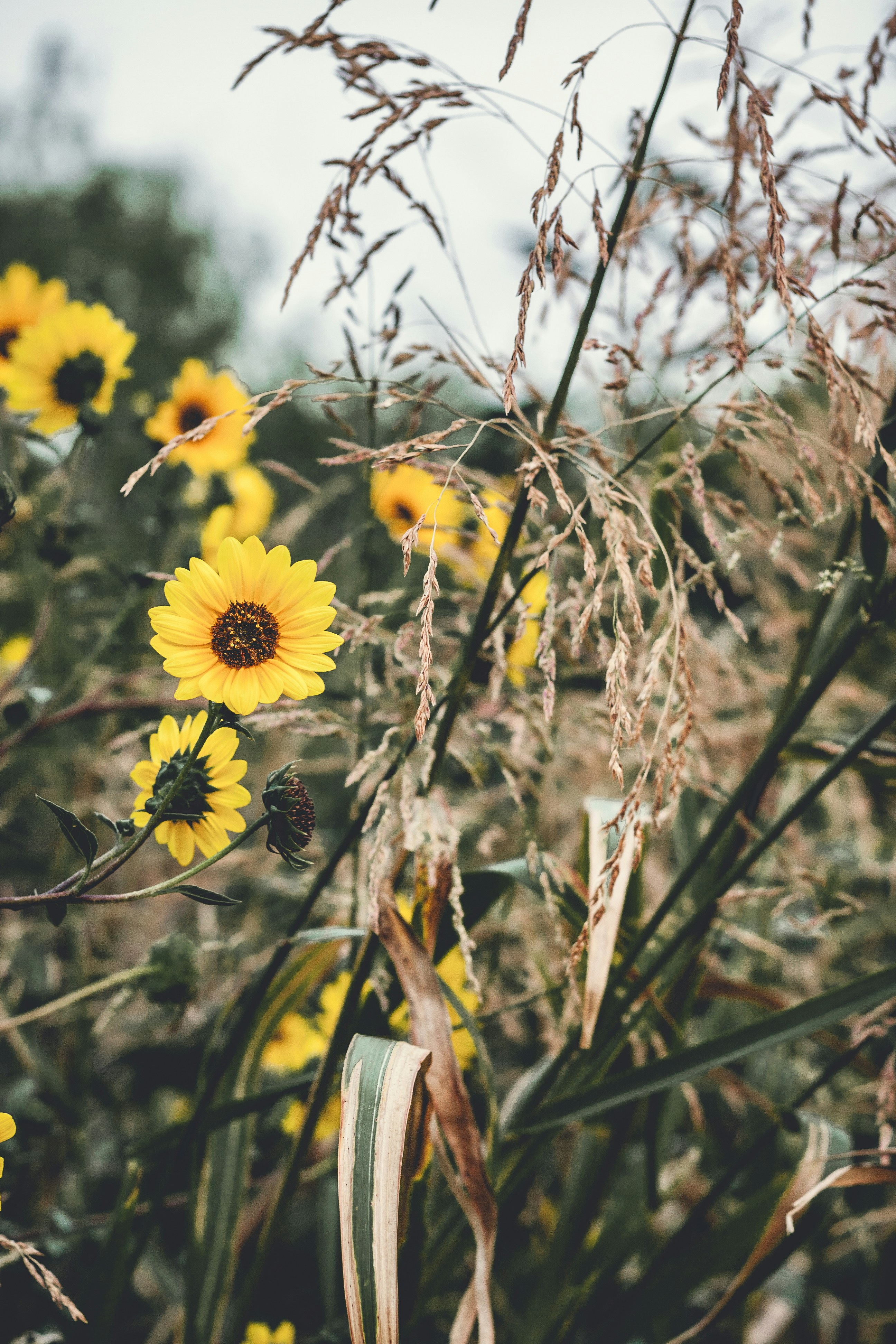 Free Unsplash photo from Adan Guerrero