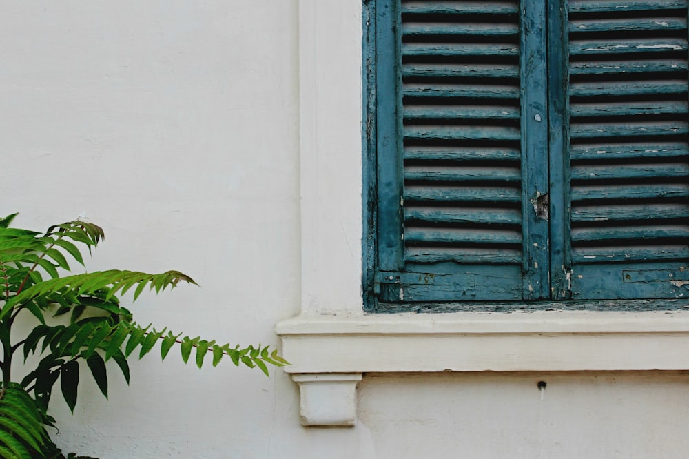 green leafed plants beside blue wooden window