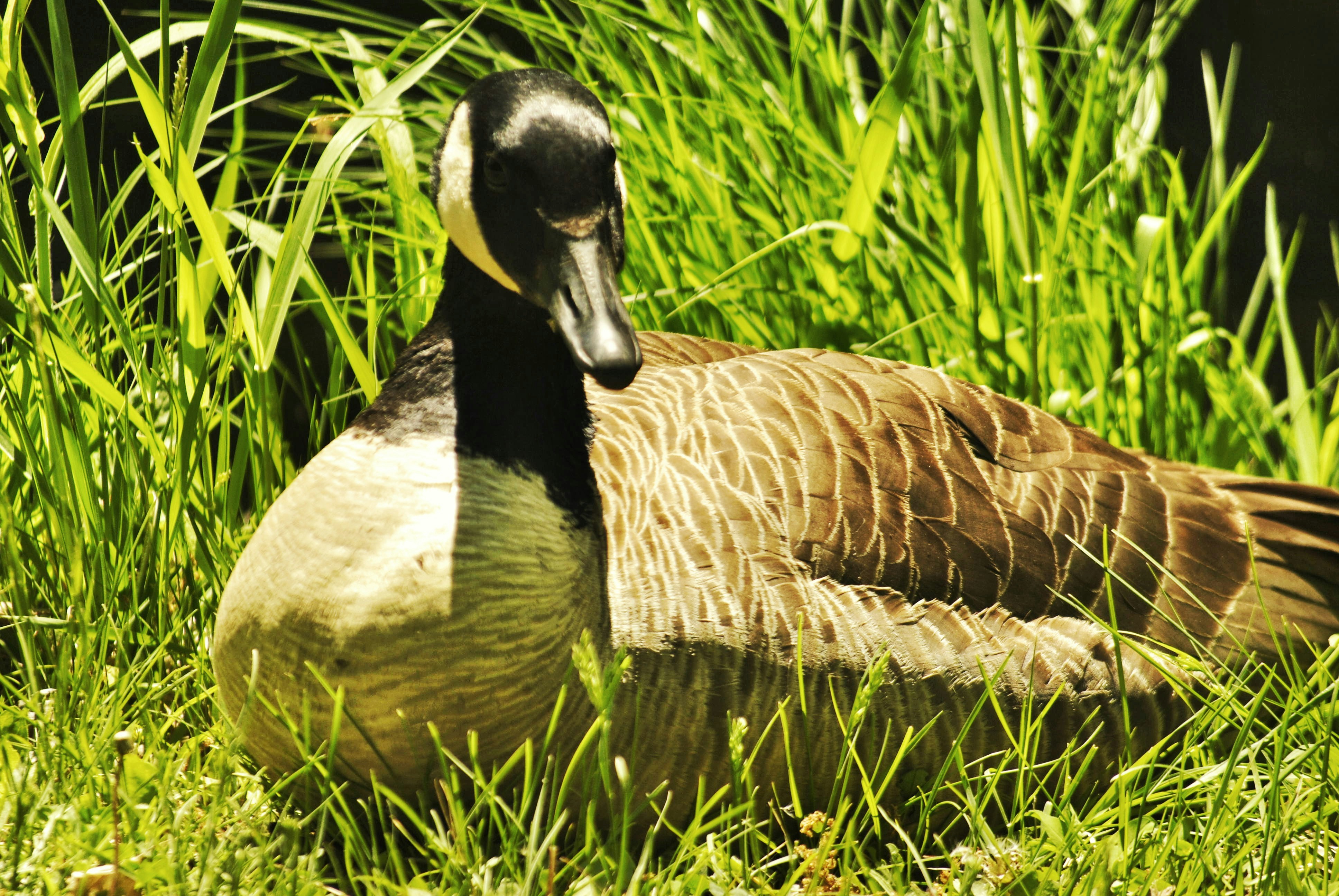 Free Unsplash photo from Spencer Walker