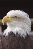 close view of Bald Eagle