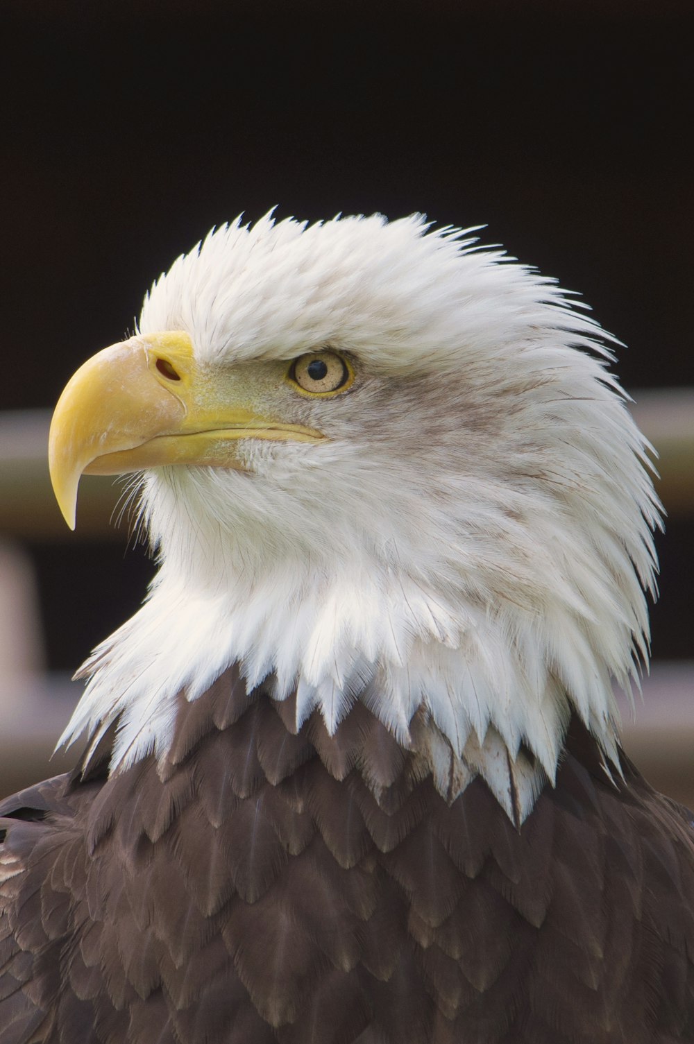 vista próxima de Bald Eagle