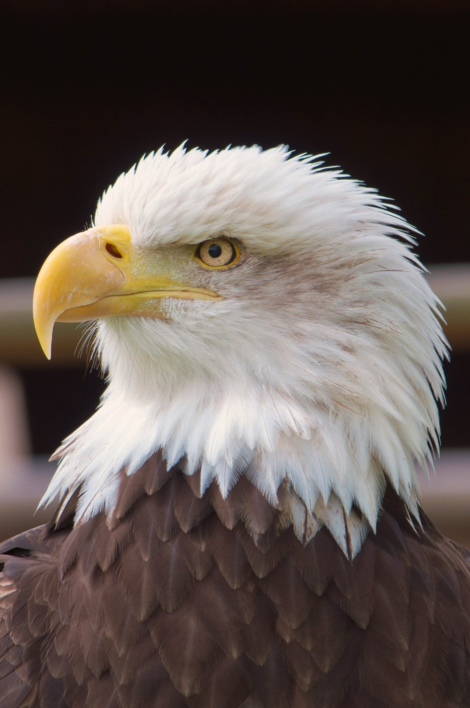 This was taken at the falconry exhibition at Warwick Castle, England. One of the main times I appreciated having a telephoto lens on hand!