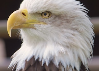 close view of Bald Eagle