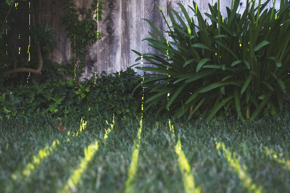 closeup photo of green leafed plant