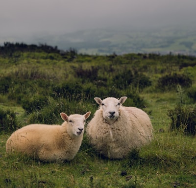 two brown sheep standing on grass field at daytime