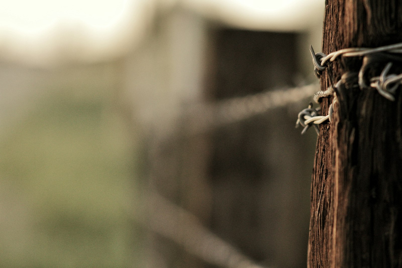 Canon EOS 1300D (EOS Rebel T6 / EOS Kiss X80) + Canon EF 75-300mm f/4-5.6 sample photo. Barbwire under sunny sky photography