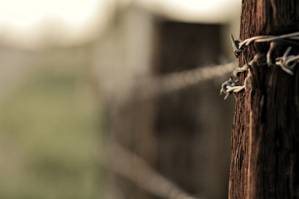 barbwire under sunny sky