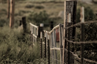 A wooden and wire fence extends into the distance, bordered by tall grass and various shrubs. The fence posts are weathered, providing a rustic and natural scene. The background is blurred, suggesting a rural setting with rolling hills.