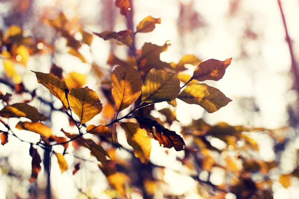 shallow focus photography of brown leaves