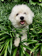 A happy dog being adopted by a loving family at the sanctuary.