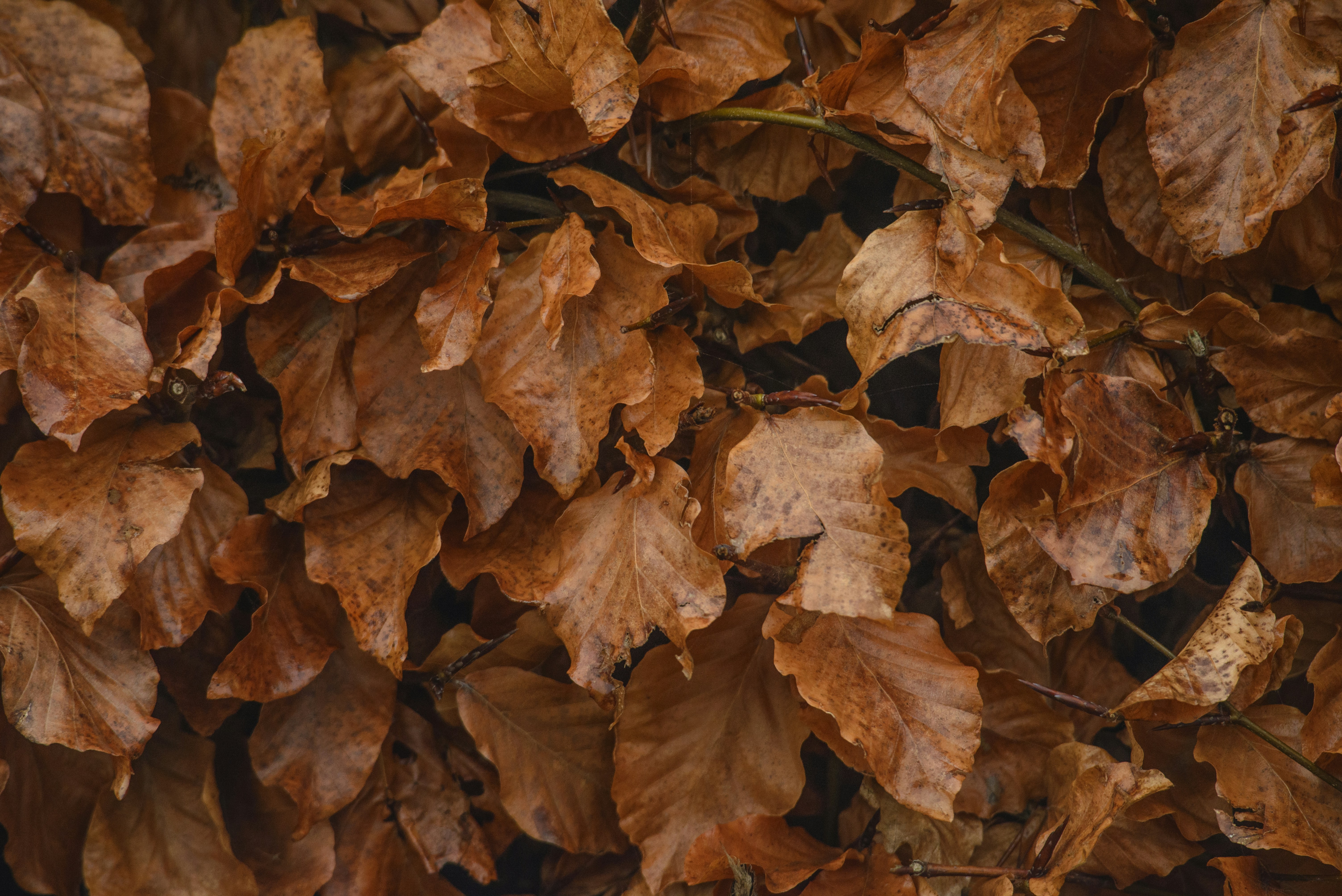 Free Unsplash photo from myshko