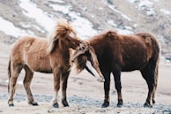 Two horses stand close to each other, gently nuzzling their heads in a snowy mountainous landscape. The animals display a sense of companionship and warmth amidst a cool, rocky terrain.