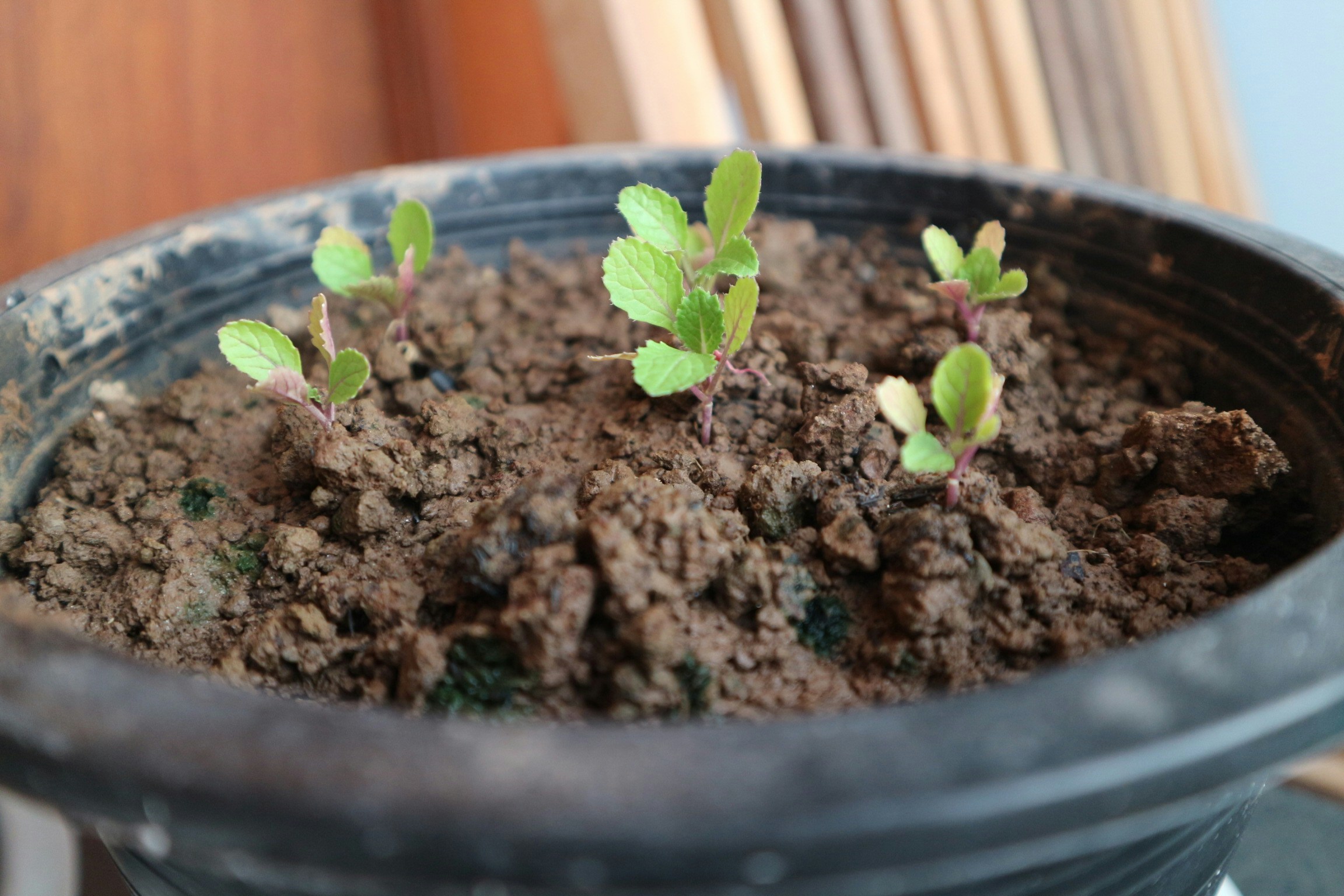 Organic Potting Soil