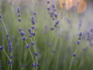 A serene close-up of lavender and rosehip plants bathed in soft morning light, highlighting their natural textures.