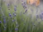 A serene close-up of lavender flowers softly lit by morning light.