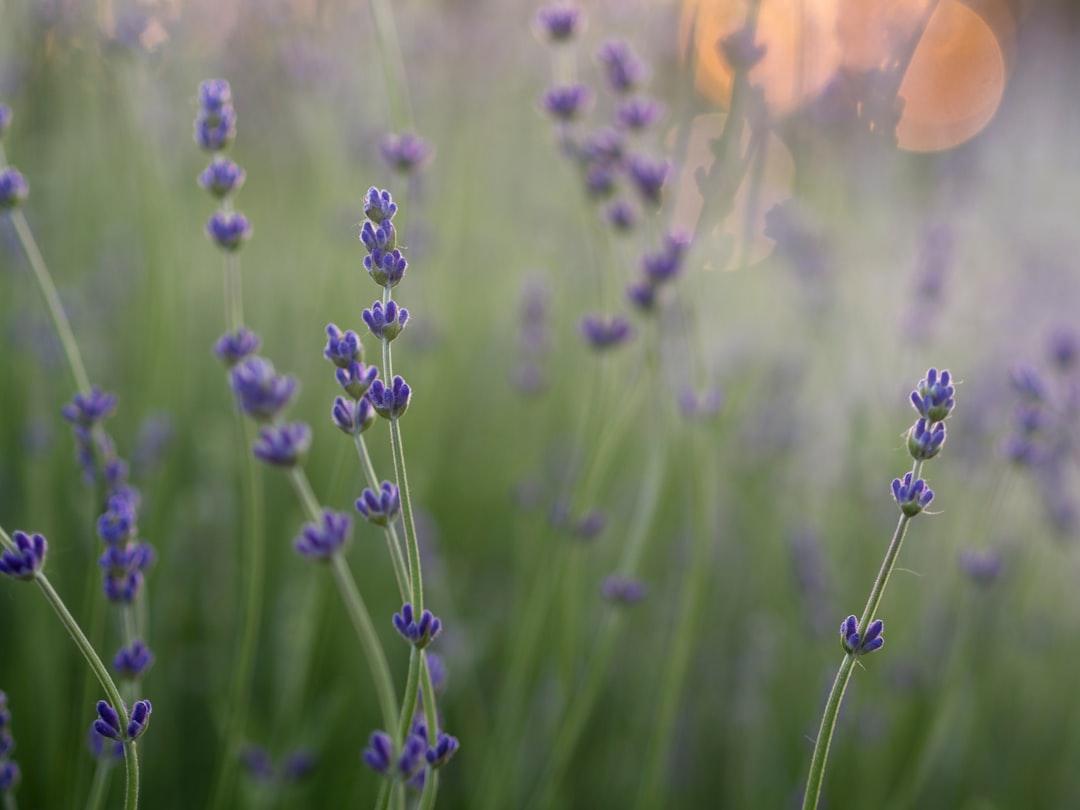 shallow focus photography of purple flowers