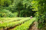 A lush green field with neatly arranged rows of plants, surrounded by dense, verdant foliage. A person wearing a straw hat is tending to the plants, creating a serene and pastoral scene.