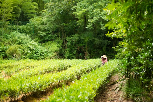 A lush green field with neatly arranged rows of plants, surrounded by dense, verdant foliage. A person wearing a straw hat is tending to the plants, creating a serene and pastoral scene.