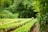 A lush green field with neatly arranged rows of plants, surrounded by dense, verdant foliage. A person wearing a straw hat is tending to the plants, creating a serene and pastoral scene.