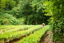 A lush green field with neatly arranged rows of plants, surrounded by dense, verdant foliage. A person wearing a straw hat is tending to the plants, creating a serene and pastoral scene.