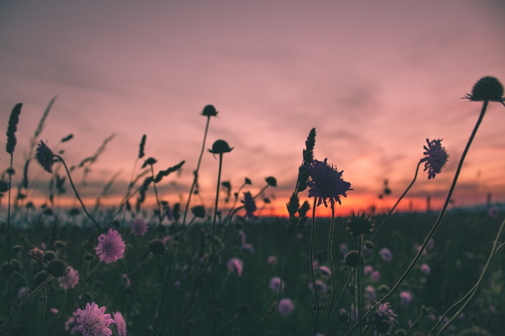 purple flowers in bloom during golden hour