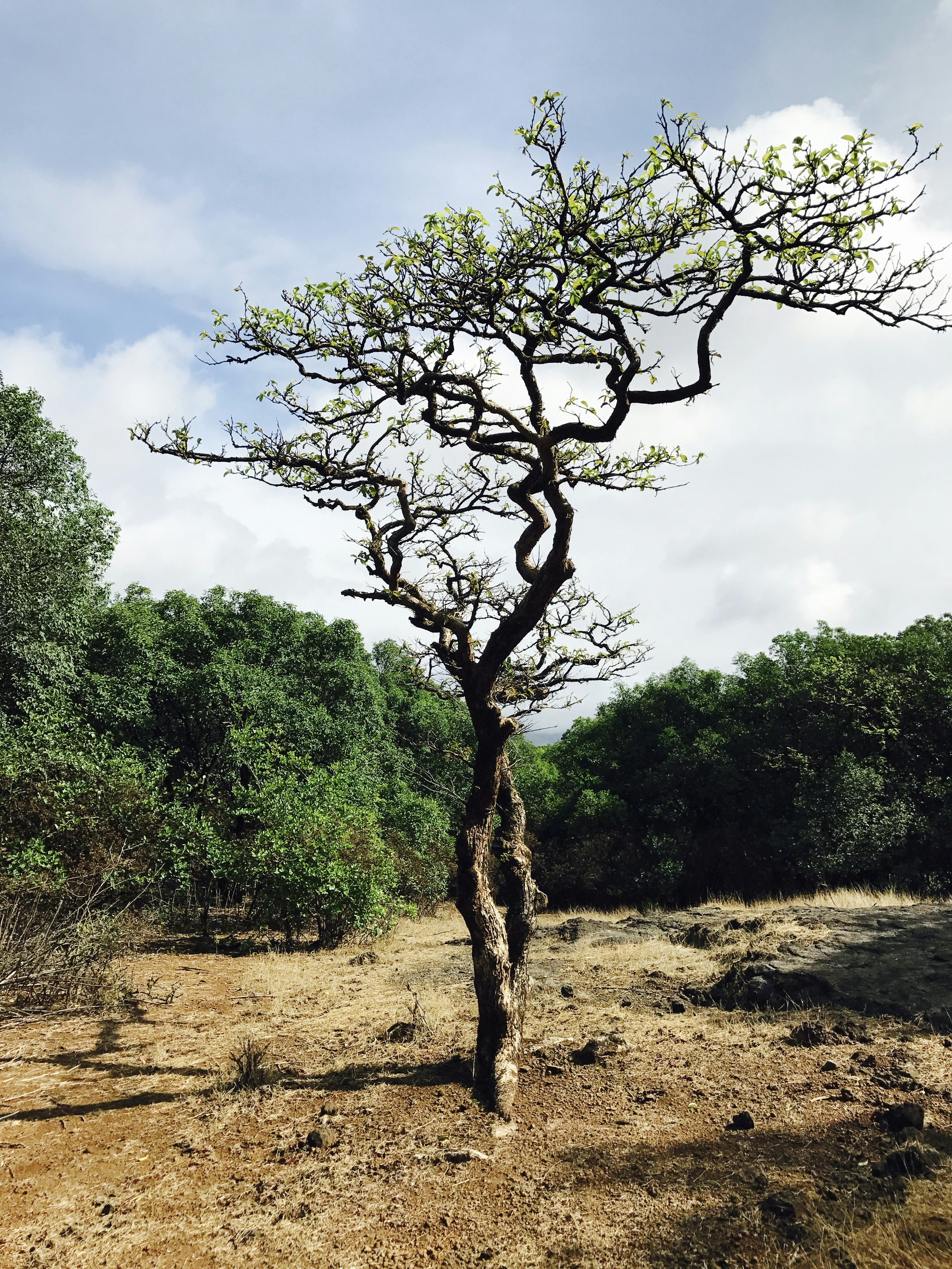 Free Unsplash photo from Divya Dinesh