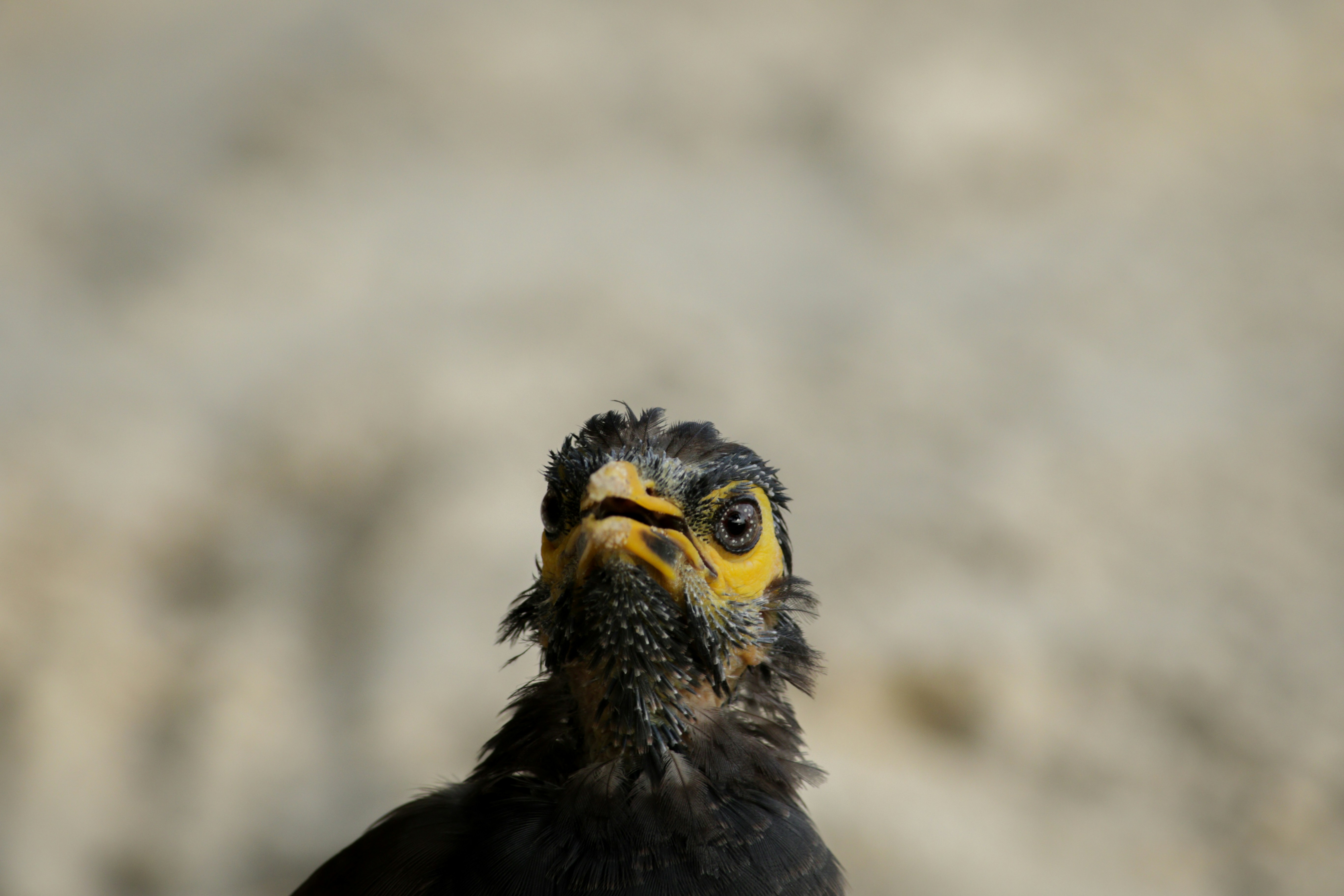 Free Unsplash photo from Andre Mouton